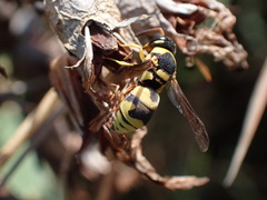 Eumeninae