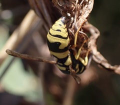 Eumeninae