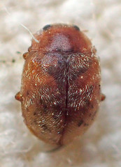 Scymnus nebulosus