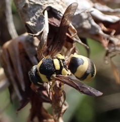 Eumeninae