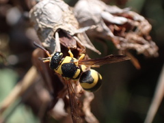 Eumeninae