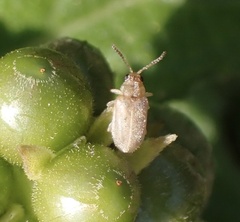 Ophraella