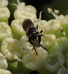 Hylaeus