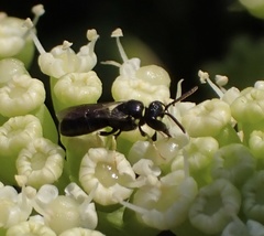 Hylaeus