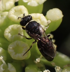 Hylaeus
