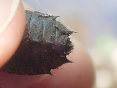 Neurocordulia yamaskanensis