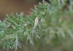 Eupteryx tenella