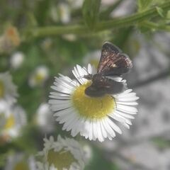 Heliothela