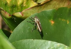 Eutolmus rufibarbis