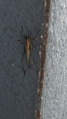 Anisoptera