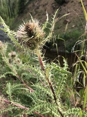 Cirsium scopulorum