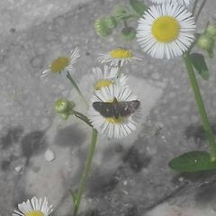 Heliothela