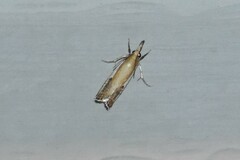 Crambus agitatellus