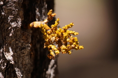 Arceuthobium vaginatum