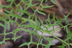 Psacalium decompositum