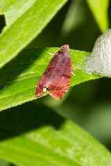 Evora hemidesma