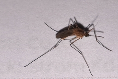 Culicidae