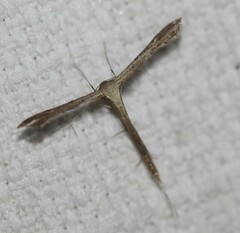 Bipunctiphorus euctimena