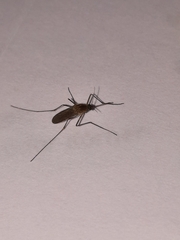 Culicidae