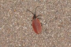 Lycus sanguinipennis