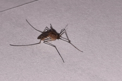 Culicidae