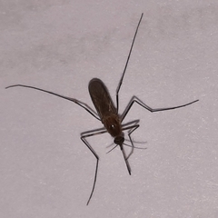 Culicidae