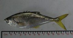 Oligoplites saurus