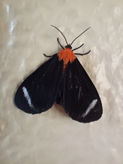 Hyalurga chthonophyle