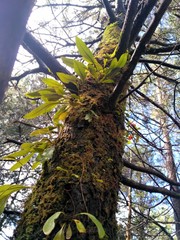 Pleopeltis polylepis