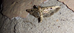 Rhimphaliodes macrostigma