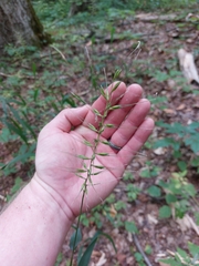 Elymus hystrix hystrix