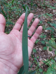 Elymus hystrix hystrix