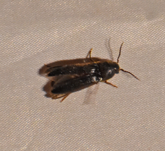 Hemicrepidius nemnonius