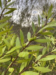 Persoonia lanceolata