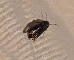 Hemicrepidius nemnonius