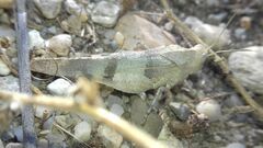 Oedipoda caerulescens