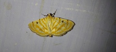 Notarcha