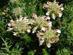 Teucrium pyrenaicum