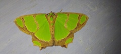 Agathia carissima