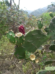 Opuntia elatior