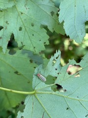 Photinus marginellus