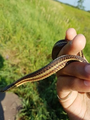 Thamnophis butleri