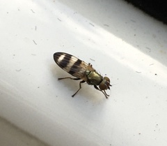 Chaetopsis massyla