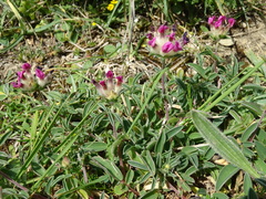 Anthyllis vulneraria iberica