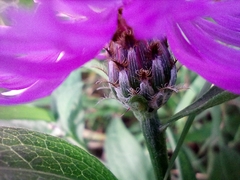 Centaurea fleischeri