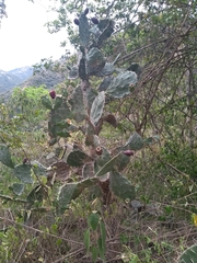 Opuntia elatior