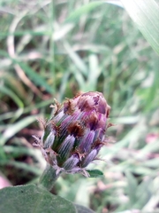 Centaurea fleischeri