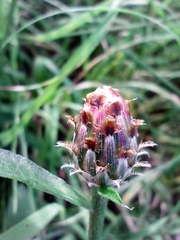 Centaurea fleischeri