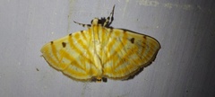 Notarcha