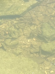 Semotilus atromaculatus